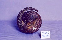 臺灣鯪鯉藏品圖，第2張